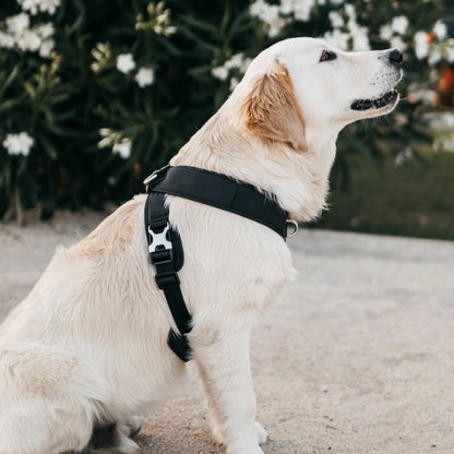 Roam Luxe Dog Harness Black