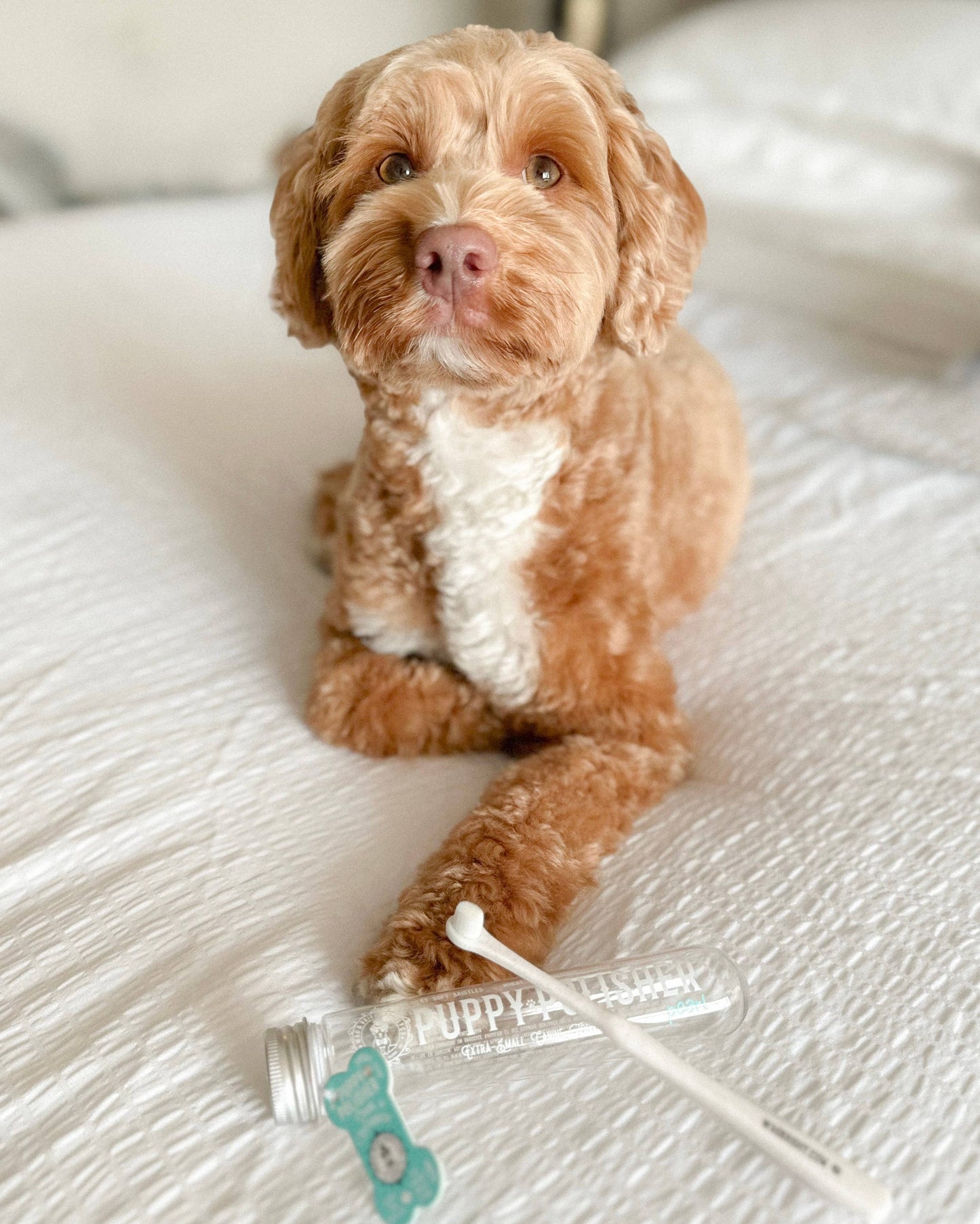 Puppy Polisher Pearl Eco Toothbrush - (Extra Small)