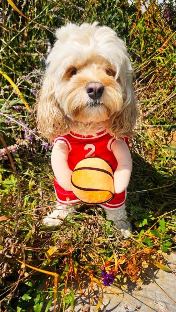 The Ball Hog Halloween Dog Costume