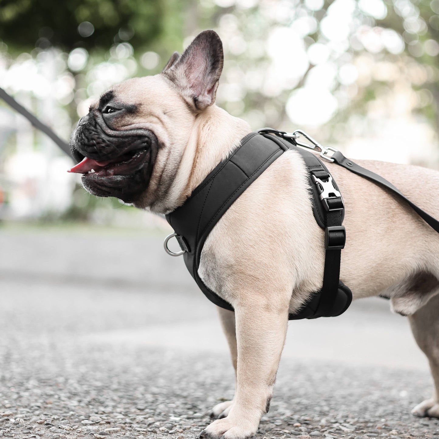Roam Luxe Dog Harness Black