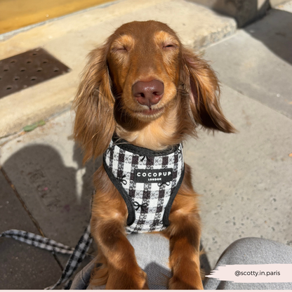 Pup in Paris Adjustable Neck Dog Harness