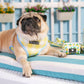 Frenchie Duo Reversible Harness - Lemon Tree