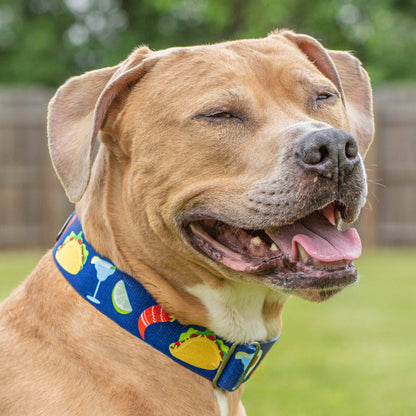 Party Like a Guac-Star Dog Collar - Blue