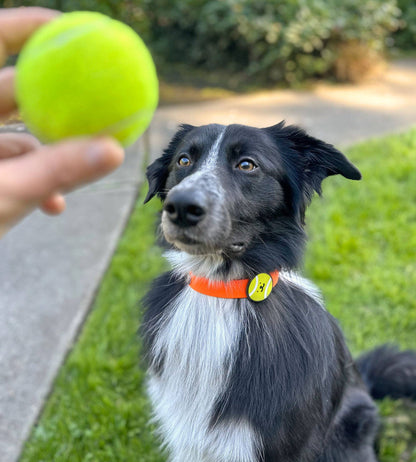 Tennis Ball Dog Jiby