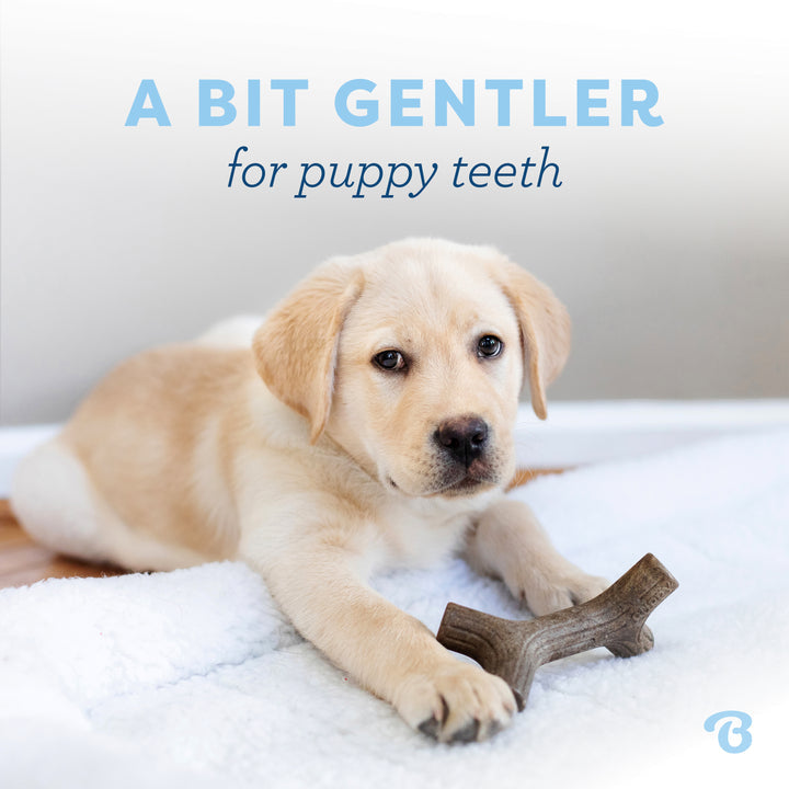 Benebone Puppy Maplestick Dog Chew Toy