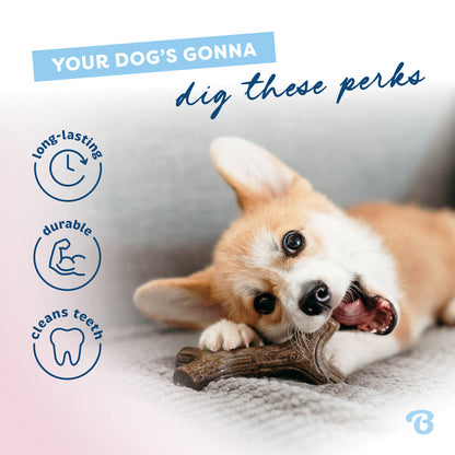 Benebone Puppy Maplestick Dog Chew Toy