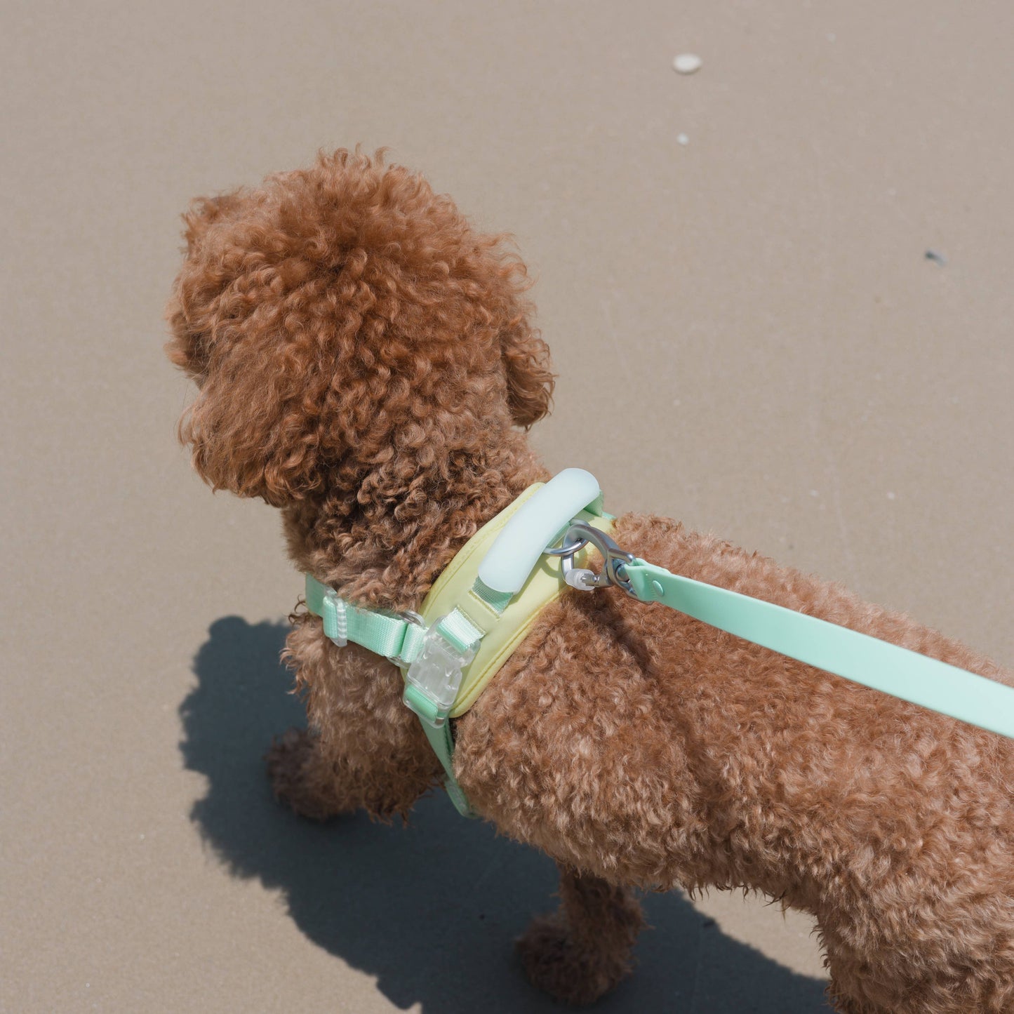 Jelly Dog Harness - Cream Soda