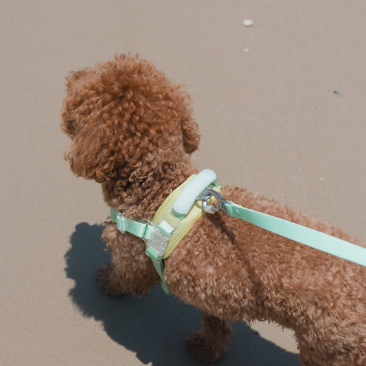 Jelly Dog Harness - Cream Soda