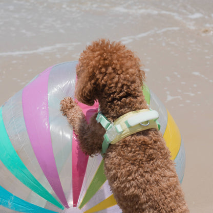 Jelly Dog Harness - Cream Soda