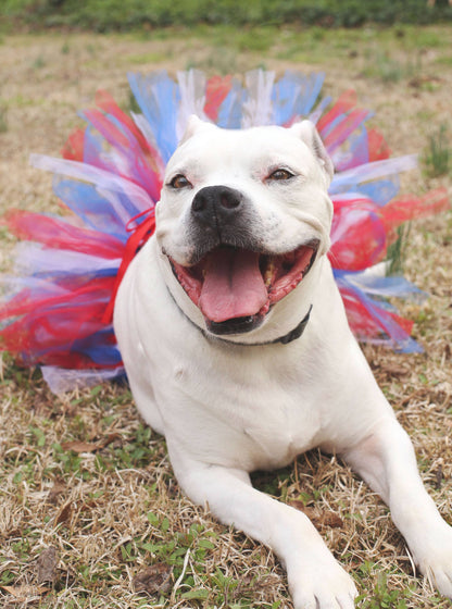 American Flag Dog Tutu/Skirt