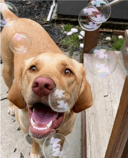 BubbleLick Bubbles for Dogs-Assorted Holiday Flavors