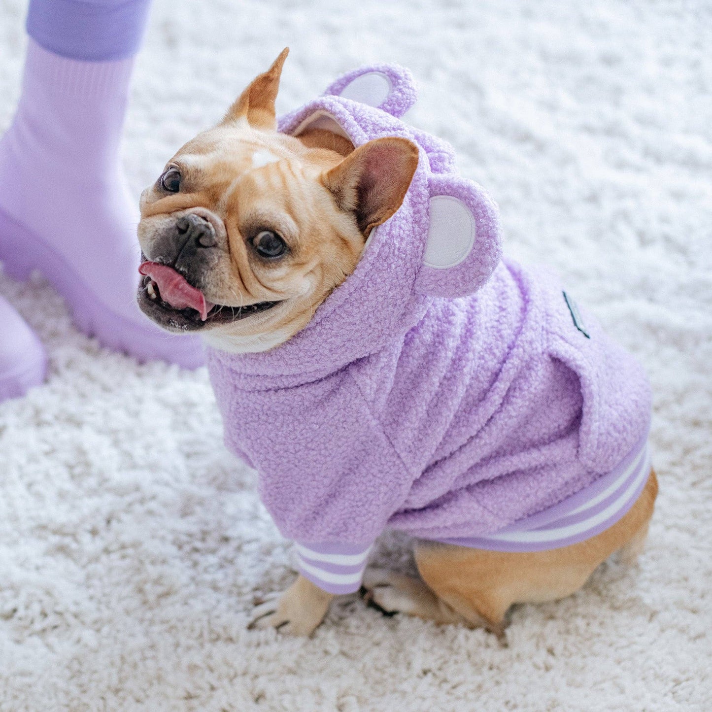 Sudadera con capucha para perro Frenchie - Teddy morado