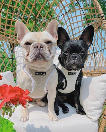 Step-In Dog Harness, Quilted Vegan Leather, White