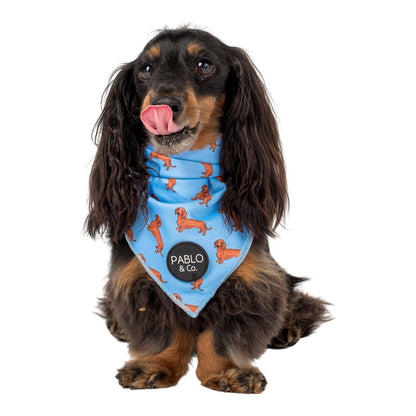 Dachshund Dog Bandana