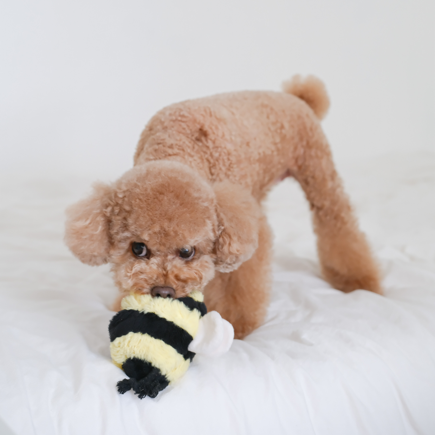 Bee Pop Snuffle Dog Toy
