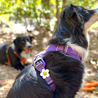 Daisy Dog Jiby - Pink