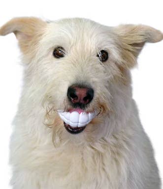 Humunga Chomp Chew Toy for Dogs
