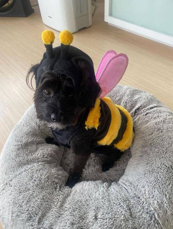 The Wanna-Bee Halloween Dog Costume