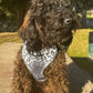 You’re So Glam Adjustable Silver Ombre Dog Harness