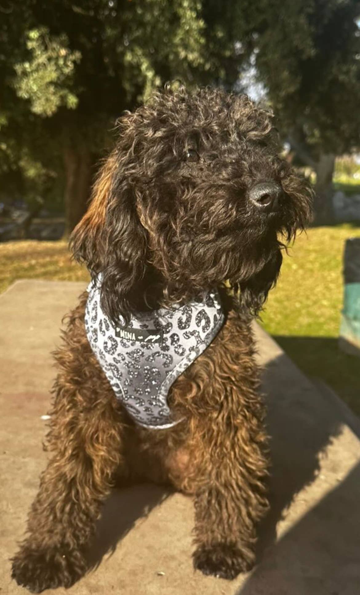 You’re So Glam Adjustable Silver Ombre Dog Harness