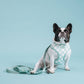 Frenchie Duo Reversible Harness - Sage