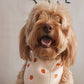 Fall Dog Bandana - Pumpkin Hollow