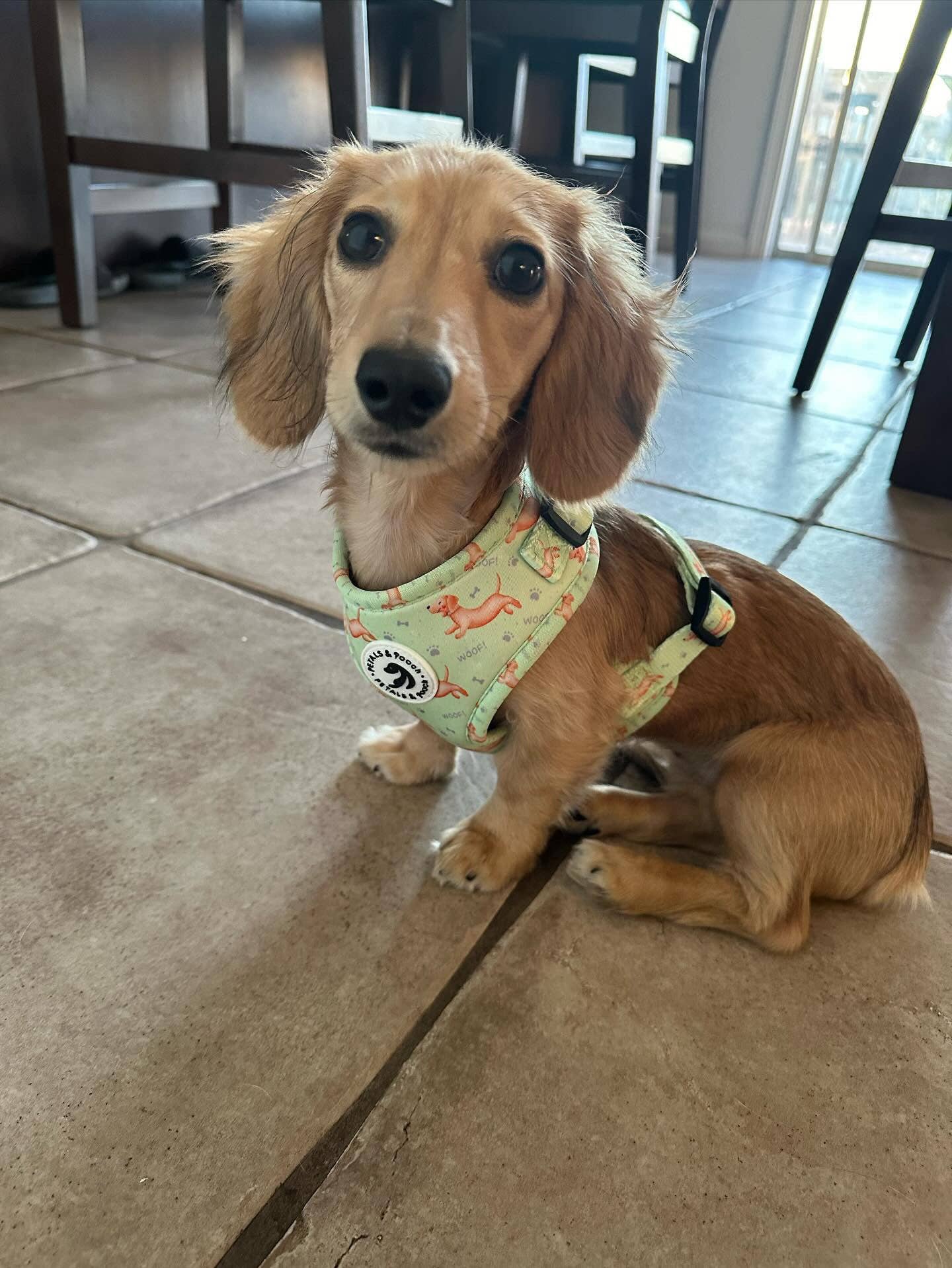 Doxie's On The Go Adjustable Dog Harness