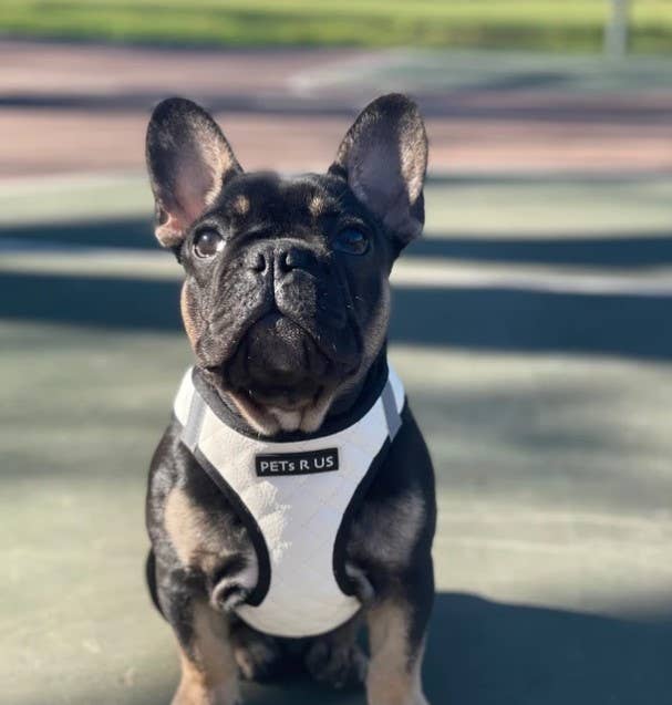 Step-In Dog Harness, Quilted Vegan Leather, White