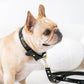 Frenchie Vegan Leather Collar, Leash, & Bow Tie Set