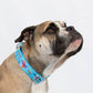 Super Pibble Dog Collar - Blue