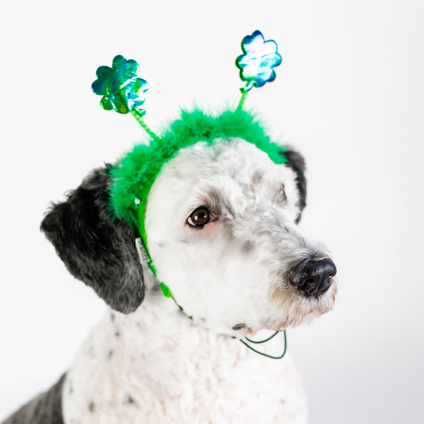 Midlee St. Patrick's Day Shamrock Dog Headband