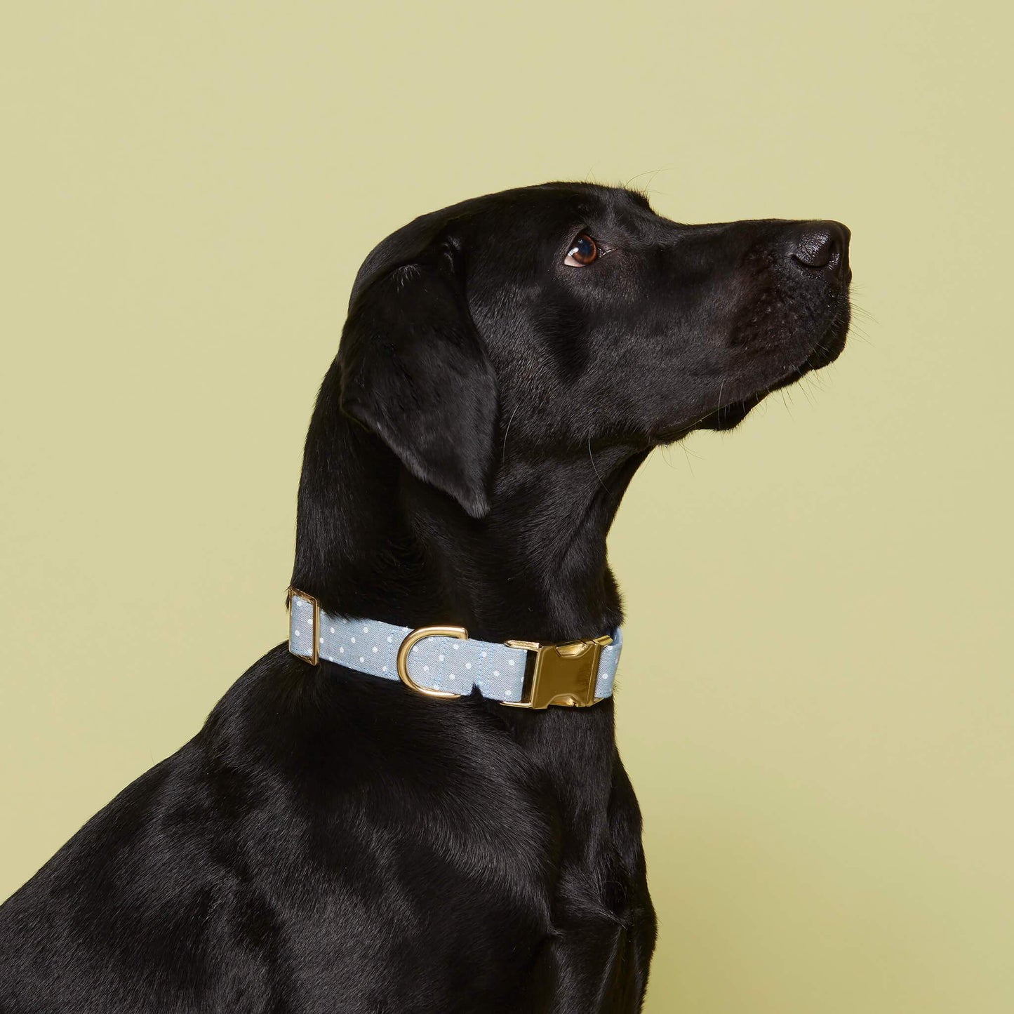 Chambray Dots Dog Collar