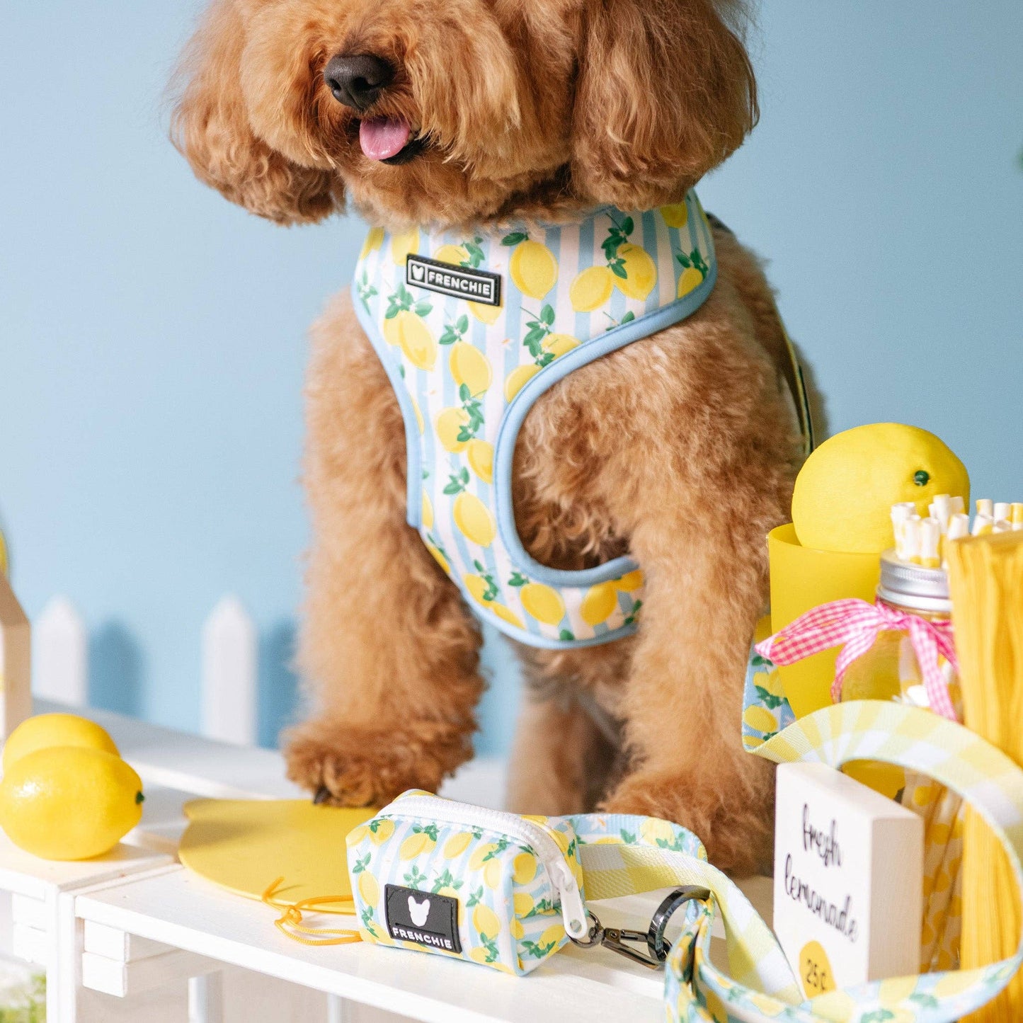 Frenchie Duo Reversible Harness - Lemon Tree