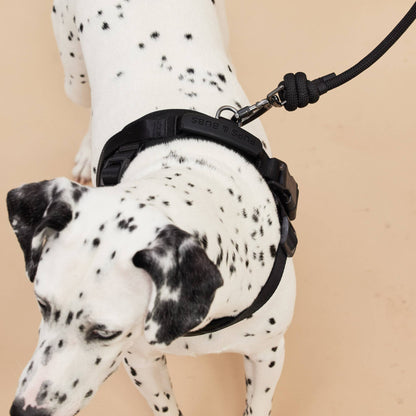 Rover Dog Harness