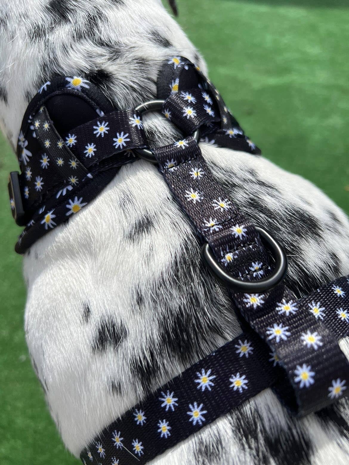 Black Daisy Print Adjustable Dog Harness