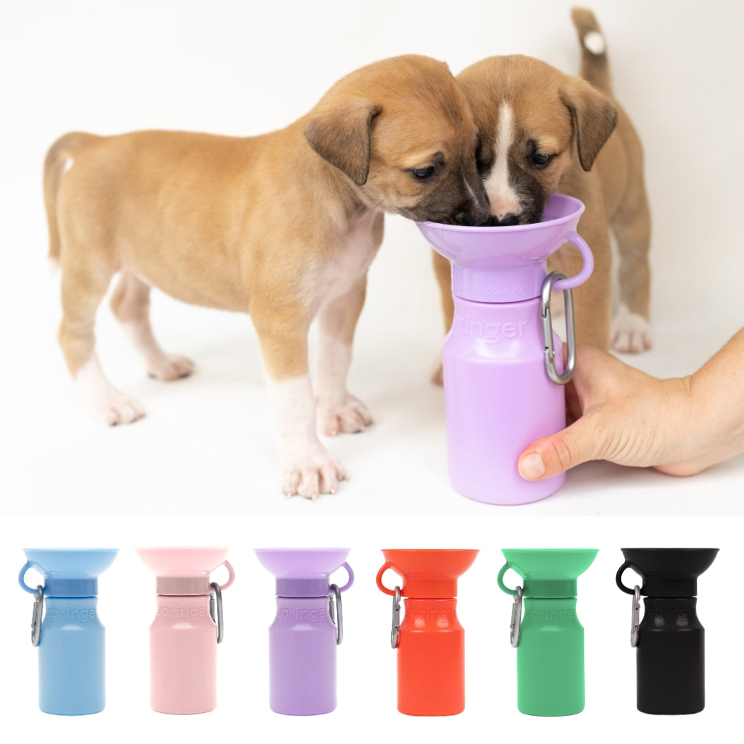 Springer Dog Water Travel Bottle - Assorted Colors/Sizes