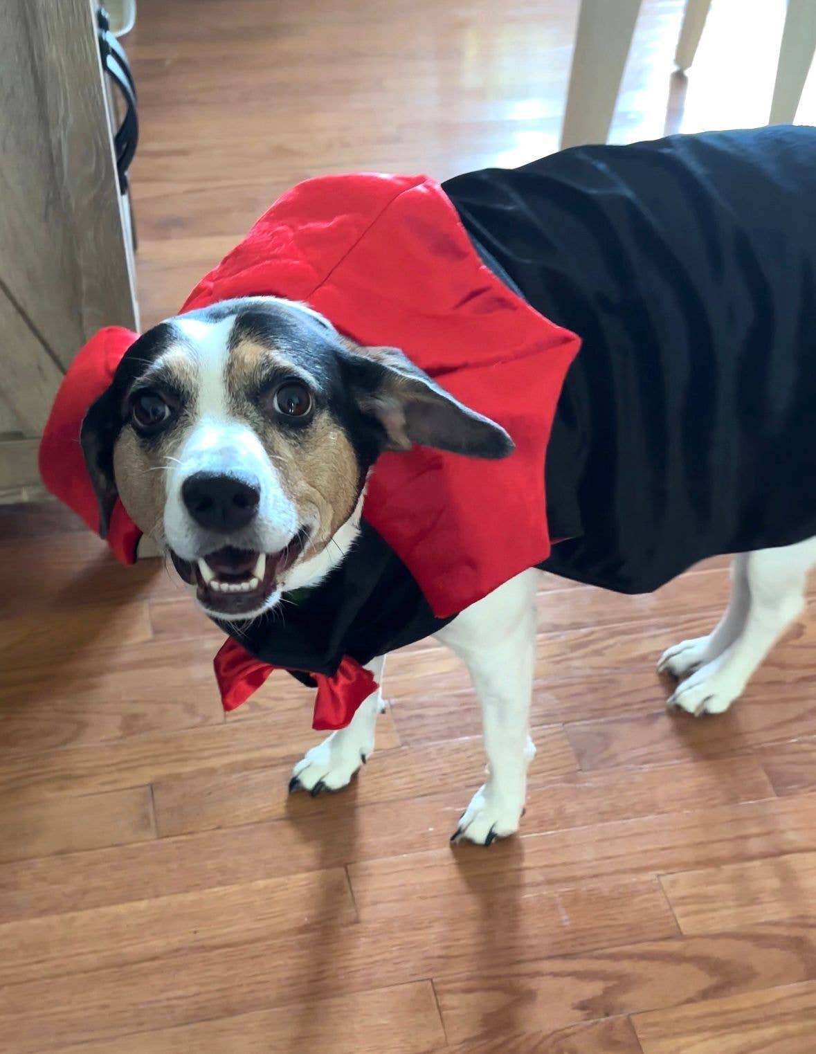 Count Woofula Halloween Dog Costume