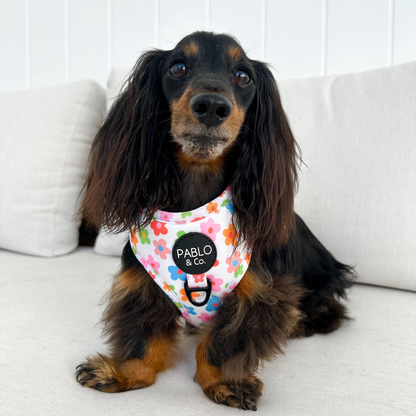 Posy Adjustable Dog Harness
