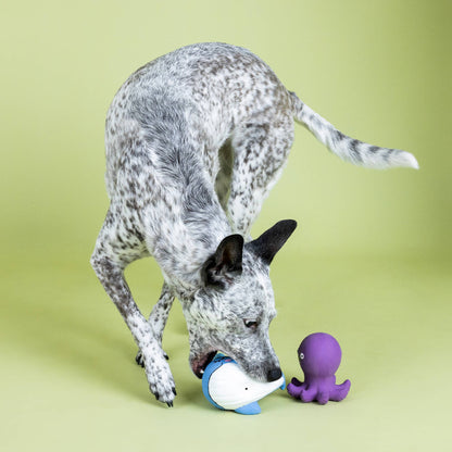 Happy to Sea You 2pc Latex Dog Toys