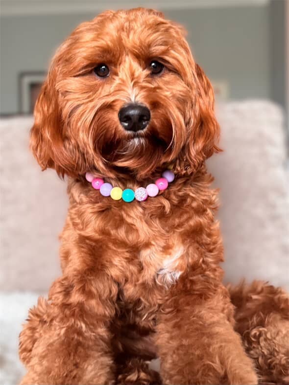 Trixie Beaded Dog Collar Necklace
