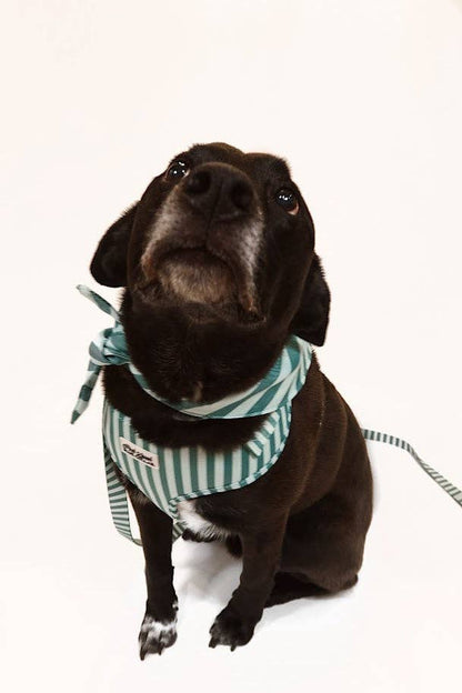 Mint and Green Striped Harness
