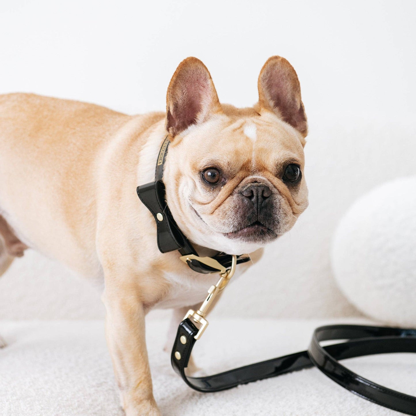 Conjunto de collar, correa y pajarita de cuero vegano para Frenchie