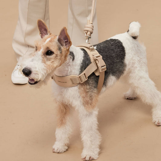Rover Dog Harness