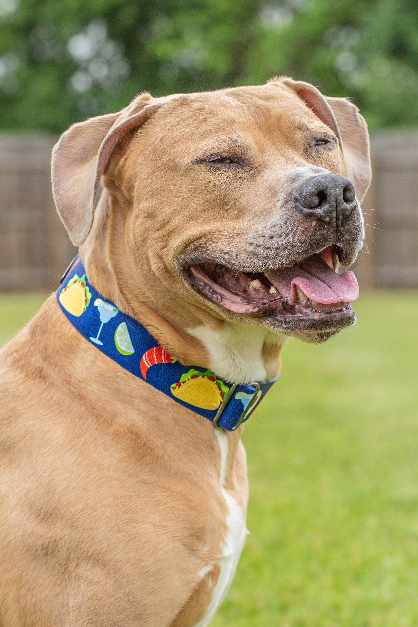 Party like a Guac-Star Dog Collar - Blue