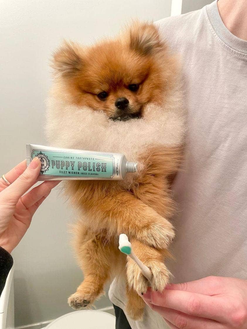 Puppy Polish Toothpaste - Filet Mignon (Beef)