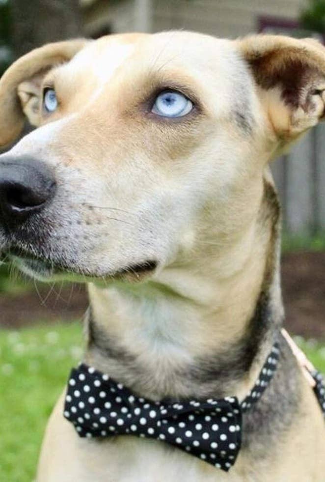 Collar para perro con lazo negro y lunares, tamaño grande