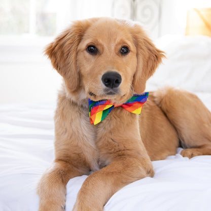 Pajarita con lazo para perro de la igualdad