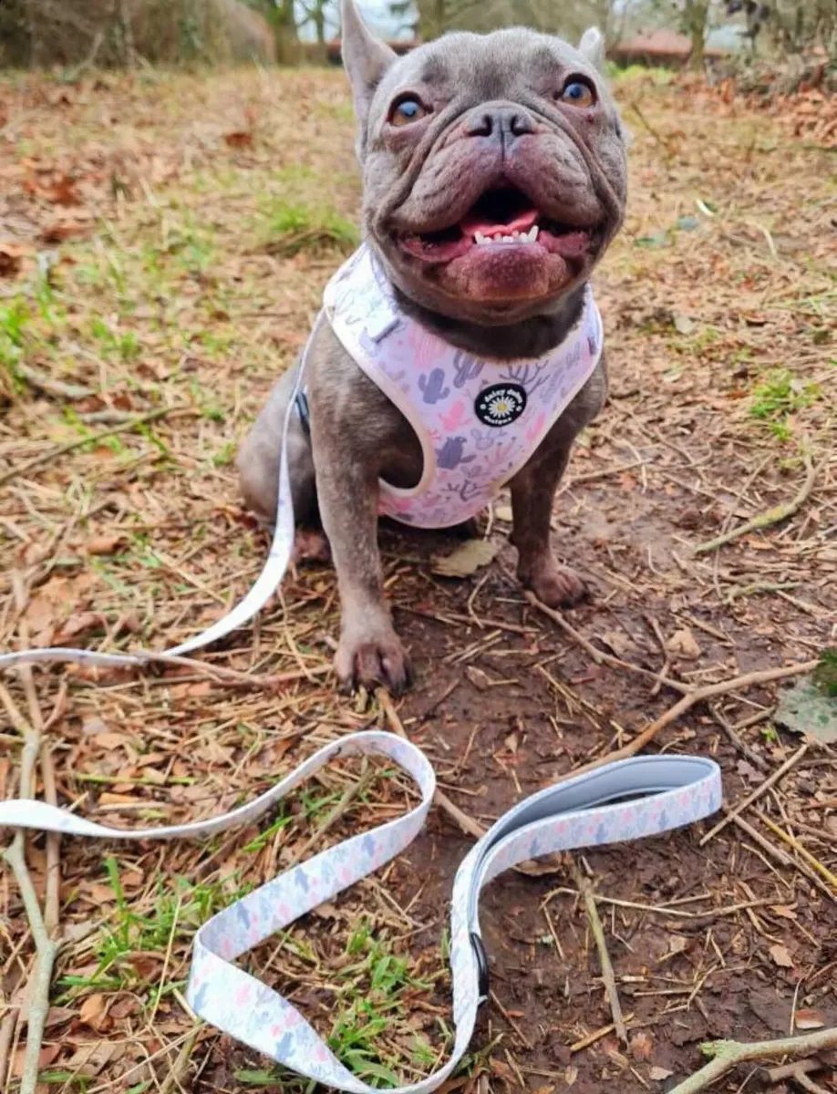 Correa para perro de tela con parches de cactus