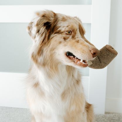 Dali Enrichement Dog Toy