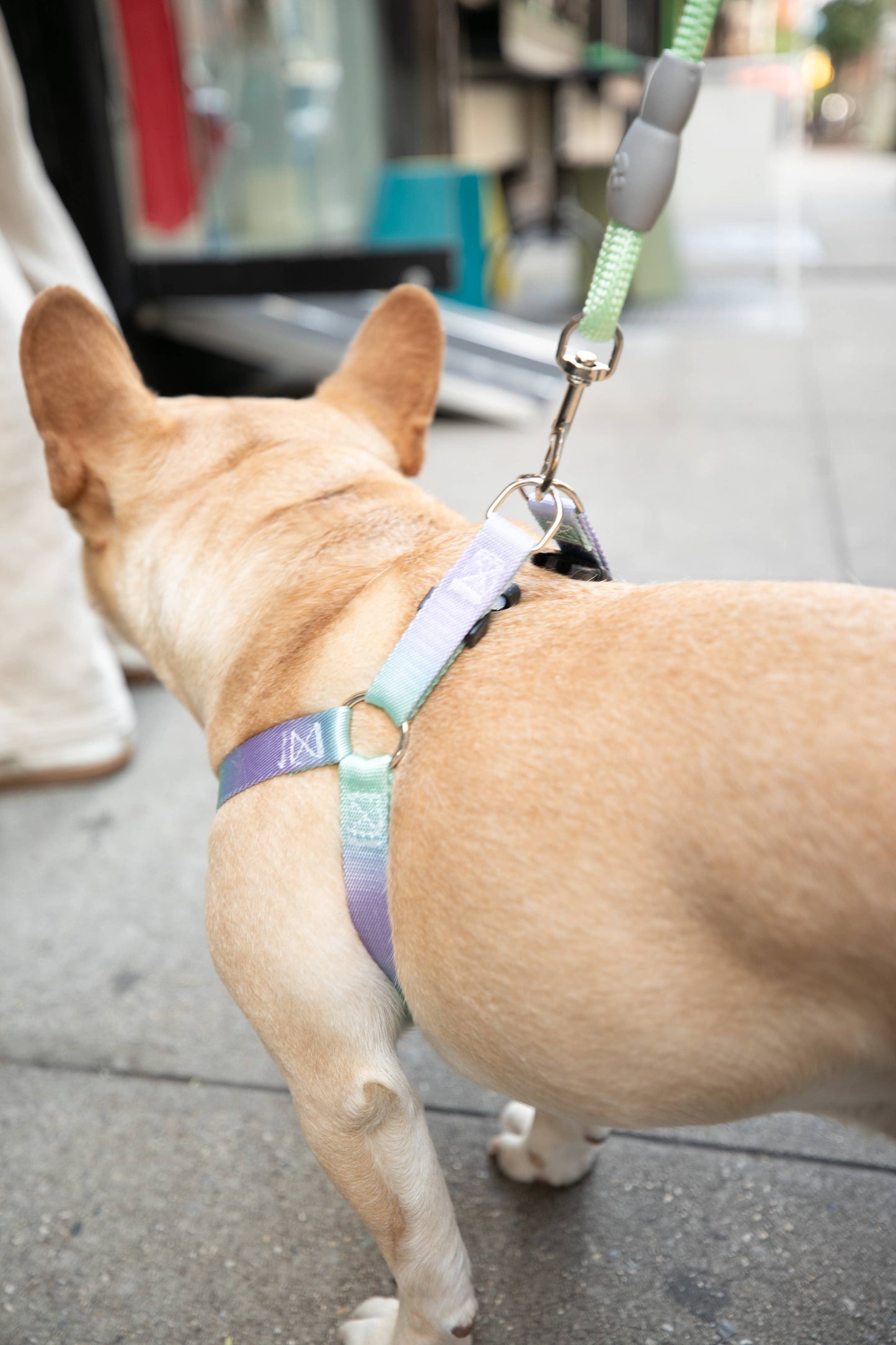 Gradient Pink/Blue Walk Kit Leash and Harness